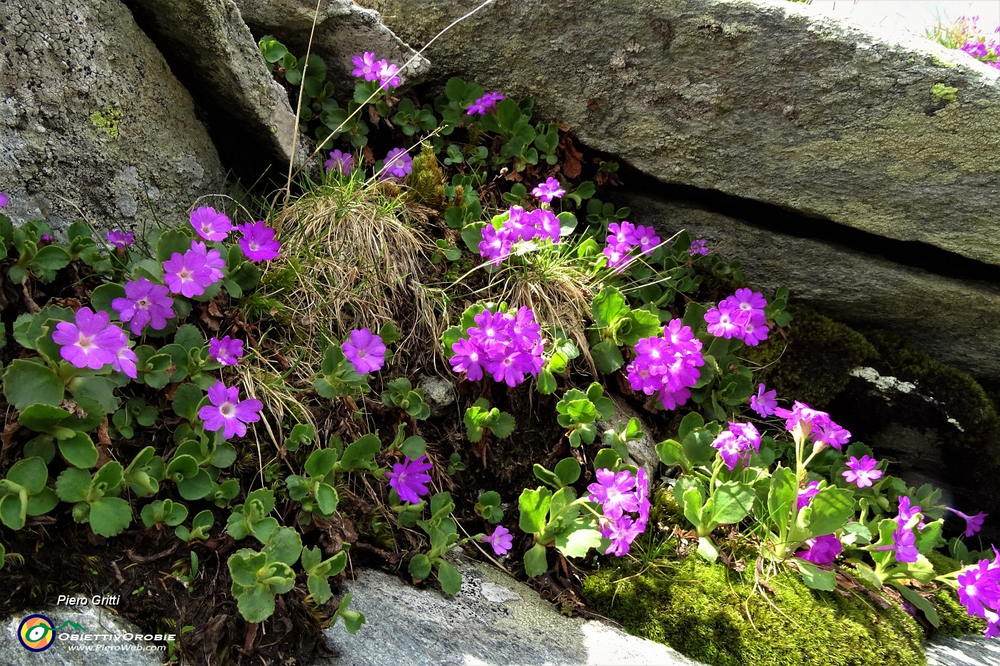 78 ancora estese fioriture di primula irsuta  tra le rocce dell'anticima.JPG